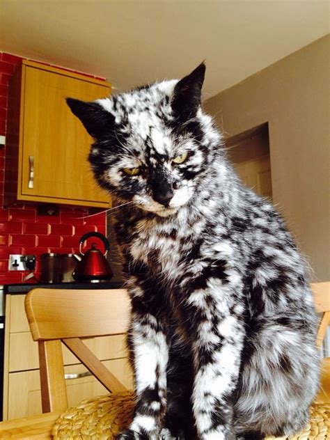 10 Cats With Unique Fur Markings Viral Cats Blog