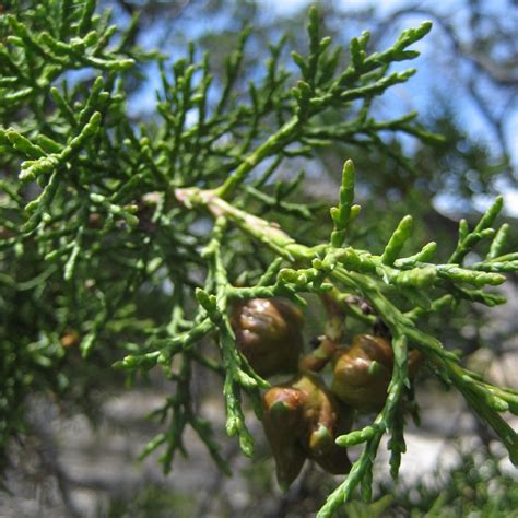 Growing Hints 2 Widdringtonia Cedarbergensis Silverhill Seeds