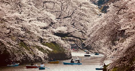 Japans Cherry Blossoms Blooming In Fall After Extreme Weather — Quartz
