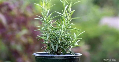 Growing Rosemary In Pots How To Care For Potted Rosemary Plants