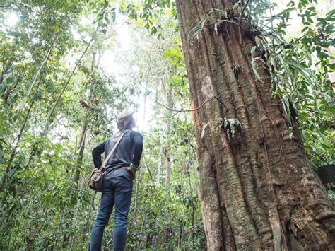 Berusia Tahun Pohon Terbesar Di Dunia Ada Di Indonesia
