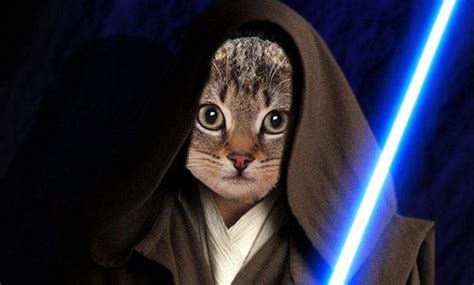 Is There Anything You Wish To Ask Jedi Cat Girlsaskguys