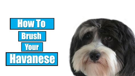 How To Brush Your Havanese Havanese Breeders