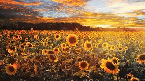 We have an extensive collection of amazing background images carefully chosen by our community. Sunflower wallpaper - backiee
