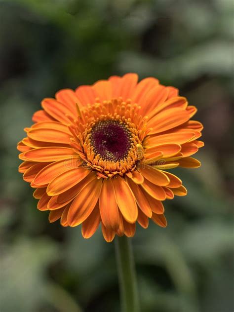 Scarica questo foto premium su gerbera fiori con margherite e copia spazio e scopri oltre 7 milioni di foto d'archivio professionali su freepik. Fiori Viola Della Margherita Del Gerbera Fotografia Stock - Immagine di daylight, margherite ...