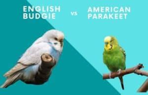 English Budgie Vs American Parakeet Explained Videos Inside