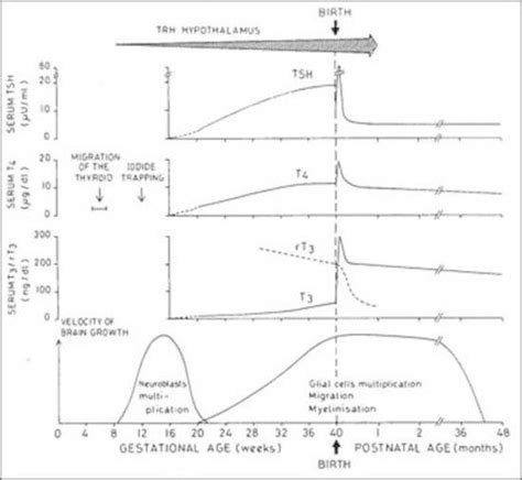Figure 1 Ontogenesis Of Thyroid Function And Endotext Ncbi