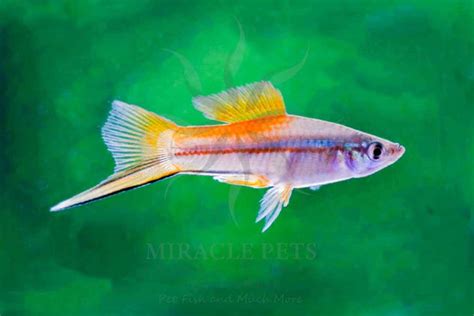 Blue Swordtail Fish