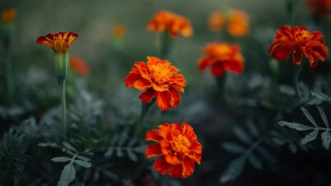 Orange Chrysanthemum Flowers Green Leaves Blur Background 4k Hd Flowers