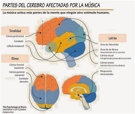 Partes Del Cerebro Afectadas Por La M Sica Invdes