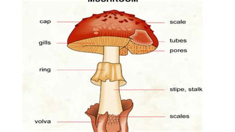 Agaricus Mushroom And Its Life Cycle Youtube