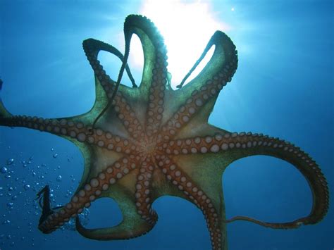 Octopuses You Cant Even Believe Are Real