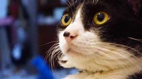 Czemu Koty Boją Się Ogórków - Czemu koty boją się ogórków? Obalamy mity i przedstawiamy fakty | Fera.pl