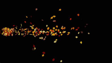 4k Maple Leafs Falling And Flare Lightmaple Leaves Autumn Fall Romantic