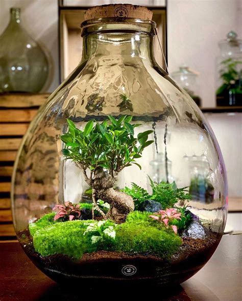 15 Plants In Terrariums Youll Love Terrarium Scene Water Terrarium