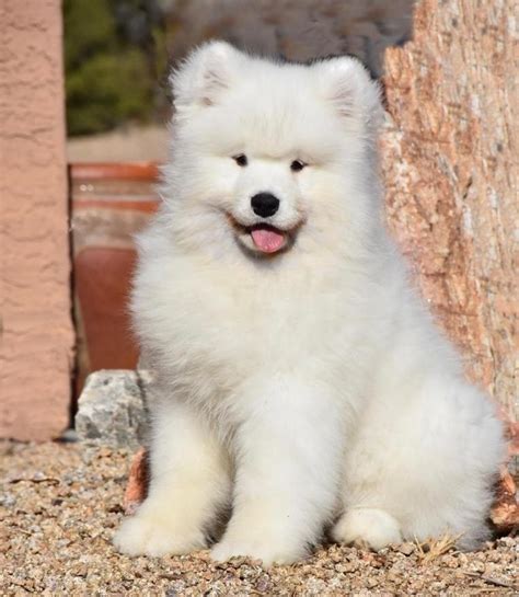 Samoyed Puppies For Sale Dallas Tx 286702 Petzlover