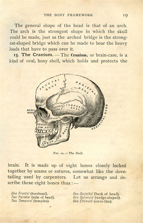 vintage halloween clip art anatomy skull printable  graphics fairy