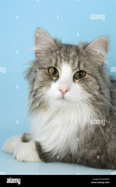 Blue Silver Tabby And White Norwegian Forest Cat Stock Photo Alamy