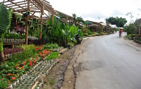 Taman Bunga Cihideung Jejak Keindahan Bandung Dari Parongpong