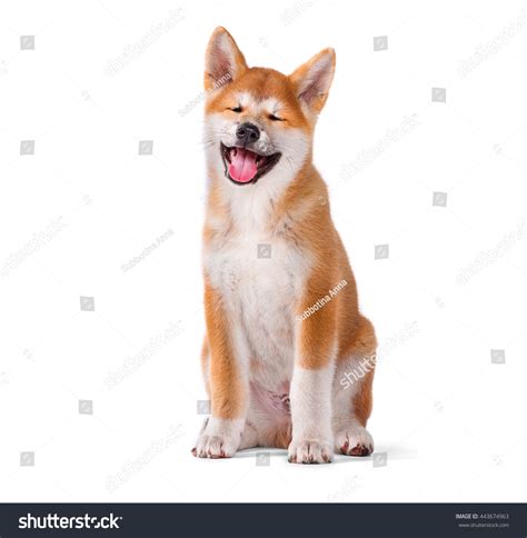 Akita Inu Purebred Puppy Dog Isolated Stock Photo Edit Now 443674963