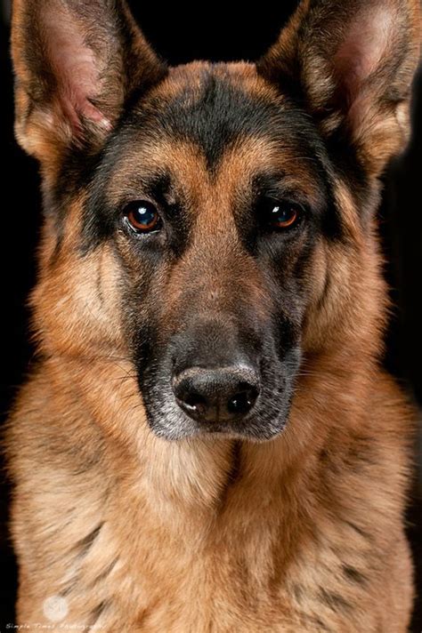 German Shepherd Dog Portrait By Paul Croes Perros Pastor Alemán