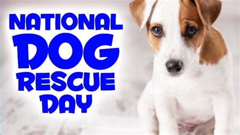 26, is national dog day. It's National Rescue Dog Day - WFMJ.com News weather ...