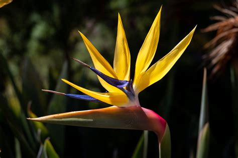 How To Grow Strelitzia Indoors Sa Garden And Home