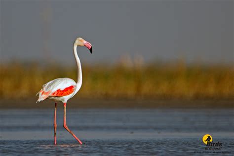 Use them in commercial designs under lifetime, perpetual & worldwide rights. Greater Flamingo (Phoenicopterus roseus) | Birds of Gujarat