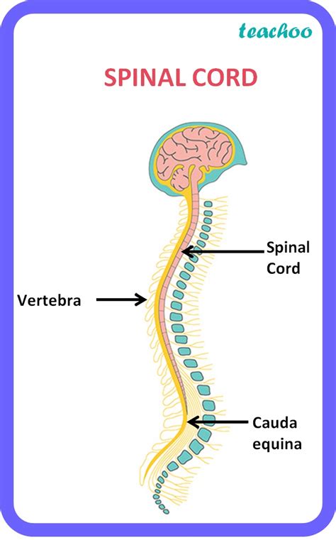 Biology Class 10 Spinal Cord Structure Function Diagram