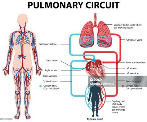 Diagram Showing Pulmonary Circuit In Human Vektorgrafik Och Fler Bilder
