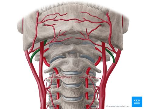 Lingual Artery Anatomy Branches Supply Kenhub