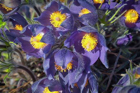 Prairie Crocus Bunch Photograph By Cathy Mahnke Fine Art America