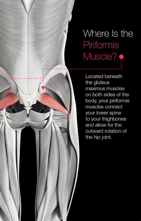 Piriformis Muscle Stretch