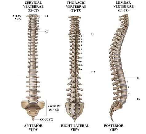 The Number Of Intervertebral Discs In The Human Spine Class 11 Biology Cbse