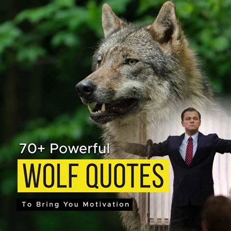 70 Powerful Wolf Quotes To Bring You Motivation Quotesmasala