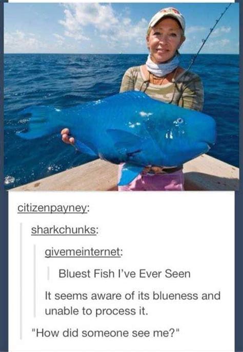 Blue Fish Funny Pictures Laugh Funny