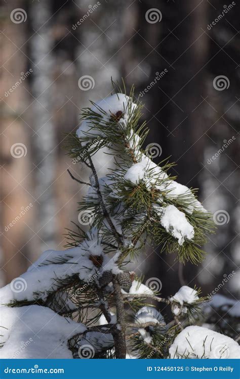 Snow Melting On A Young Tree Stock Image Image Of Winters Young