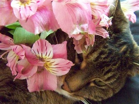 Cat Smelling Flowers By Gloriahorstman