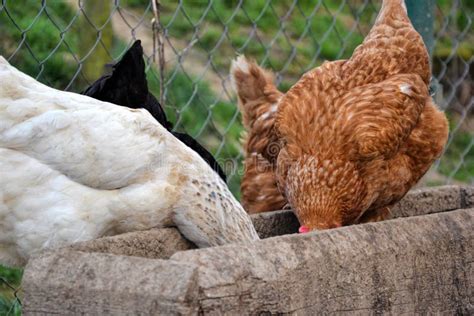 Group Of Hens Feeding From Wooden Trough On The Rural Farm Yard Flock