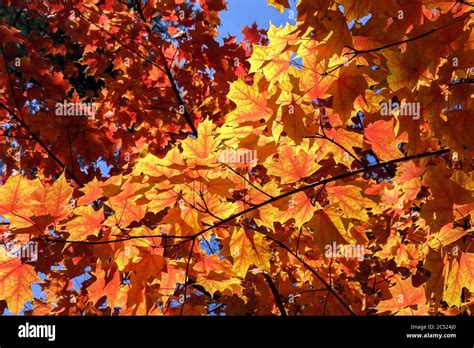 Sugar Maple Tree Acer Saccharum Backlit Leaves Stock Photo Alamy