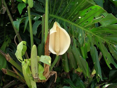 The swiss cheese plant is a flowering plant native to north and south america. Swiss Cheese Vine (Monstera deliciosa) - Richard Lyons ...