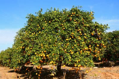 Leckeres und exotisches obst und obstpflanzen für den garten und balkon online kaufen bei tomgarten.de. Wann pflanzt man obstbäume - Pflanzen für nassen boden