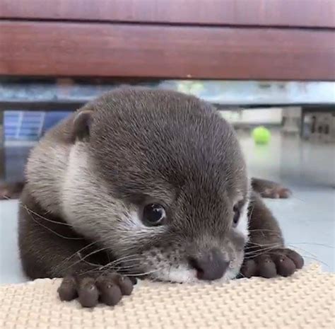 Lovely Otter Otters Cute Cute Little Animals Baby Animals