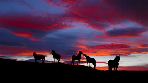 shadow  horses  background  blue  red sky  sunset hd horse wallpapers hd