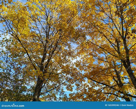 Golden Yellow Leaves On Tree Branches As A Beautiful Peaceful Wallpaper