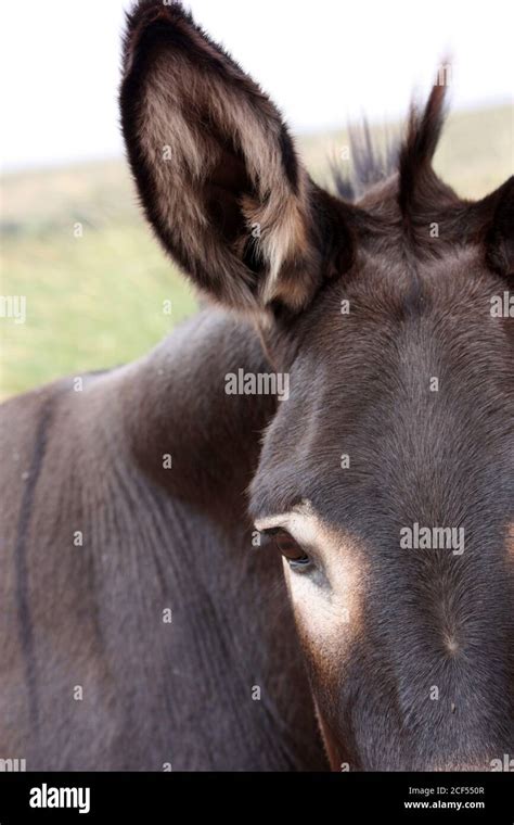 Mule Pack Animal Hi Res Stock Photography And Images Alamy