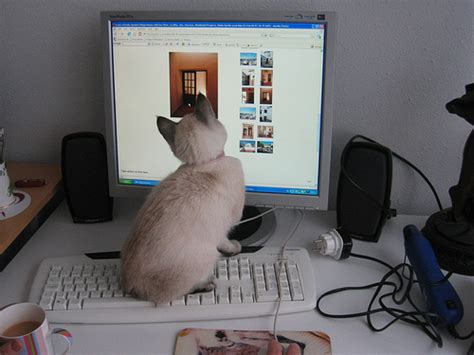 Gm858935040 $ 12.00 istock in stock 6 Steps to a Cat-Safe Computer Work Area - Catster