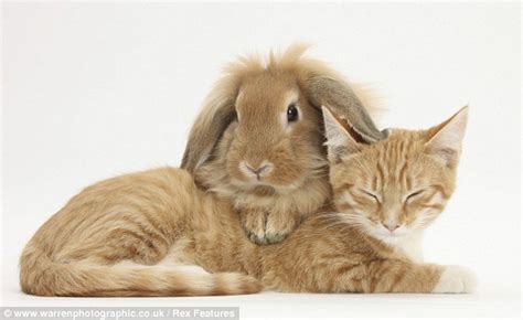 Cat and bunny are adorable snuggle buddies. Opposites attract as cats and dogs pair up and snuggle ...