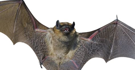 So think twice before you take on the responsibility of a pet bat, legal or otherwise. 8 need rabies shots after child brings bat to school in ...