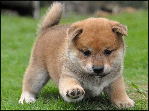 Hes So Fluffy Shiba Inu Puppy Lab Mix Puppies Small Puppies Cute